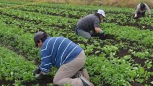 La Federación Nacional Campesina repudia medidas de importación de alimentos