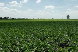 El verdadero rostro de las pol&iacute;ticas K para el campo