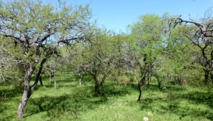 Advierten sobre la desprotecci&oacute;n del monte nativo en Entre R&iacute;os