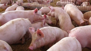 &iquest;Es necesario que lo hagan los chinos?