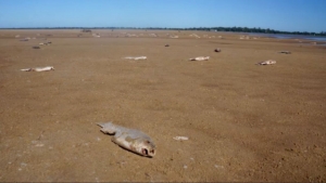 La situaci&oacute;n h&iacute;drica en la cuenca del Plata (&iquest;sequ&iacute;a hist&oacute;rica?)