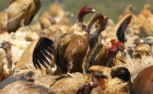 Nunca m&aacute;s buitres