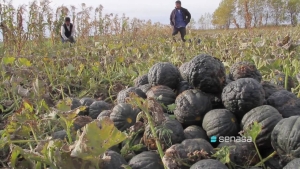 Agricultura familiar: el cierre implicar&aacute; 40 despidos en Entre R&iacute;os y miles de productores sin asistencia
