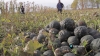 Agricultura familiar: el cierre implicar&aacute; 40 despidos en Entre R&iacute;os y miles de productores sin asistencia
