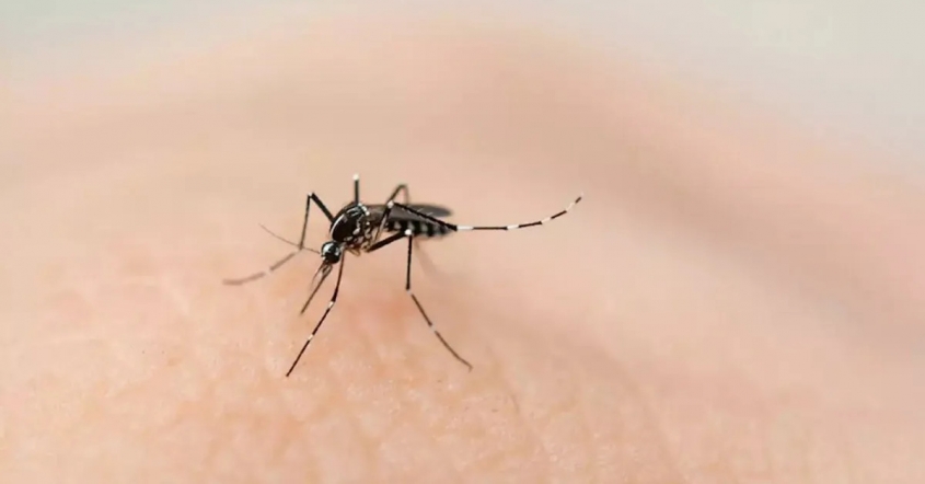 Advertencia y pedido de una paranaense sobre el dengue