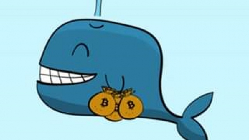 La lata de at&uacute;n y las ballenas