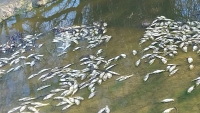 Vecinos alertan por mortandad de peces en Concepci&oacute;n del Uruguay