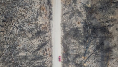 Desde el sur: el bosque como hogar natural o como territorio de despojo