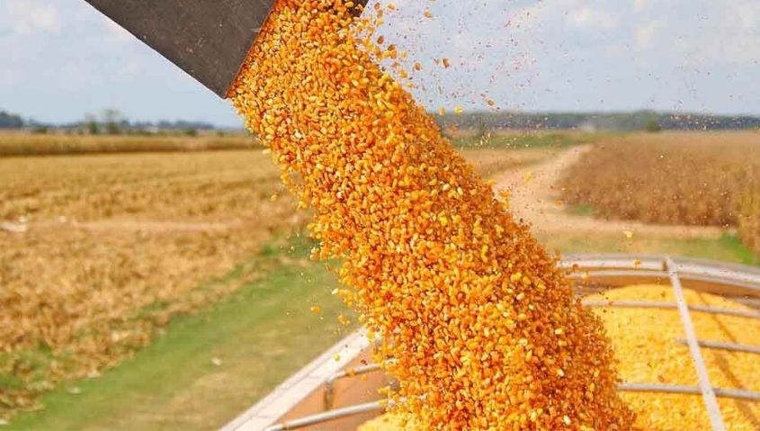 Exportaciones de maíz: agricultores familiares apoyan la suspensión y cuestionan a la Mesa de Enlace