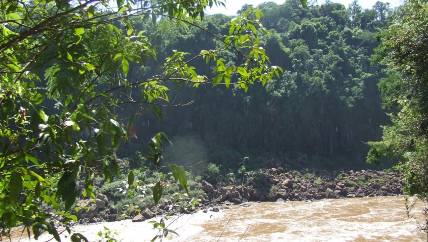 La selva prometida