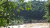 La selva prometida