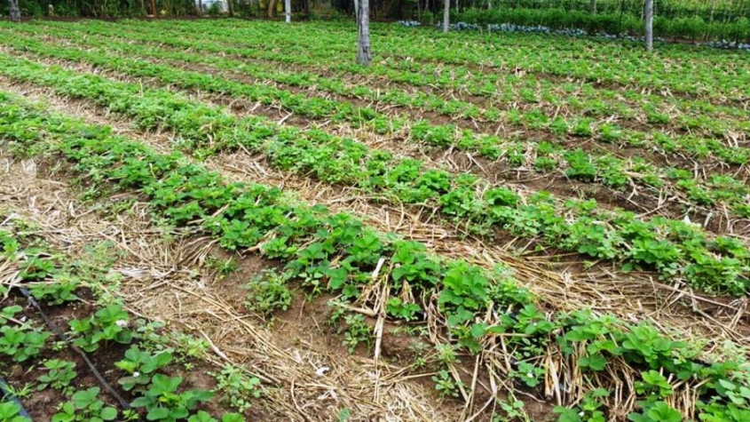 En Cerrito abrir&aacute;n una Tecnicatura en Agroecolog&iacute;a