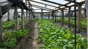 Benetti: "Siguen las malas noticias para los m&aacute;s pobres del campo argentino"